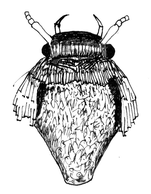 Head and thorax of a scythridid moth.
